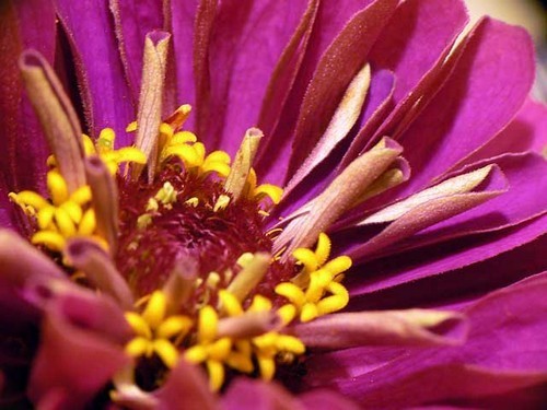 Zinnia elegans 'Purple Prince'