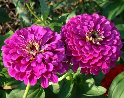 Zinnia elegans 'Purple Prince'