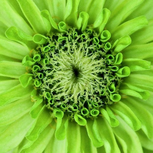 Zinnia elegans 'Queen Lime'