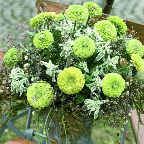 Zinnia elegans 'Queen Lime'