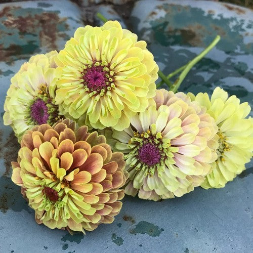 Zinnia elegans 'Queen Lime Blotch'