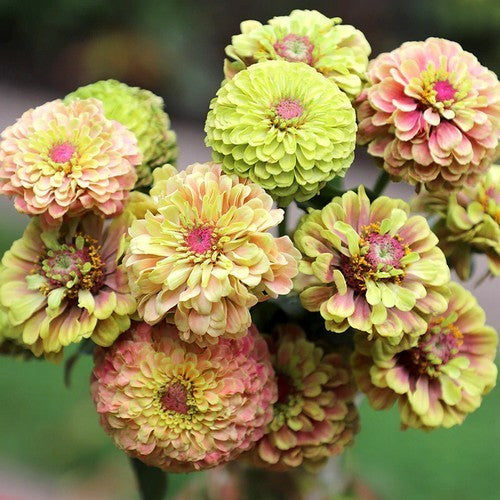 Zinnia elegans 'Queen Lime Blotch'