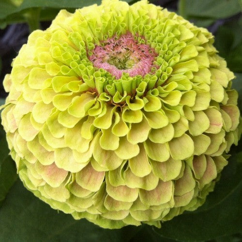Zinnia elegans 'Queen Lime Blotch'