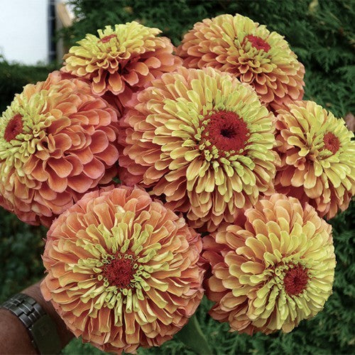 Zinnia elegans 'Queen Orange Lime'