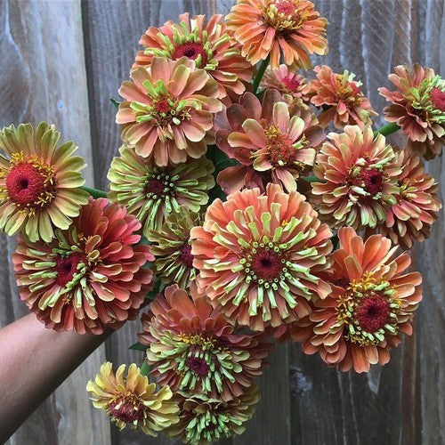 Zinnia elegans 'Queen Orange Lime'