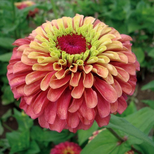 Zinnia elegans 'Queen Red Lime'