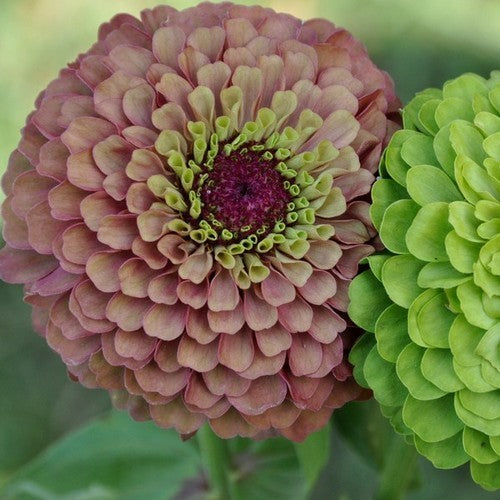 Zinnia elegans 'Queen Red Lime'
