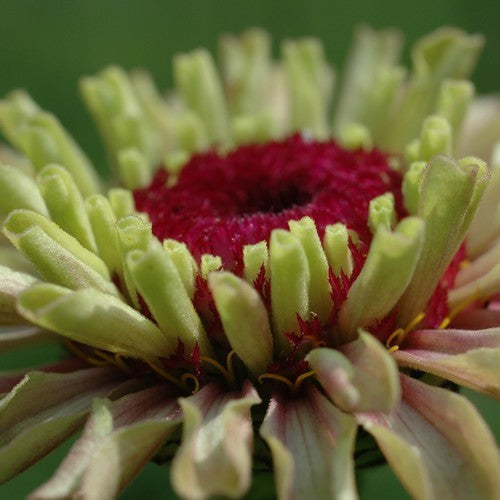 Zinnia elegans 'Queen Red Lime'