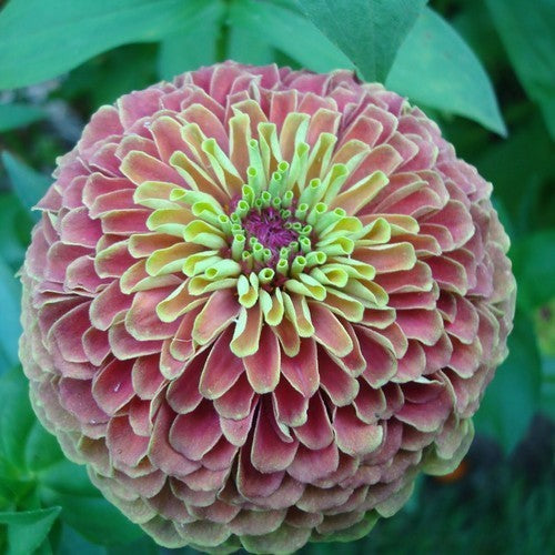Zinnia elegans 'Queen Red Lime'