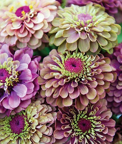 Zinnia elegans 'Queen Red Lime'