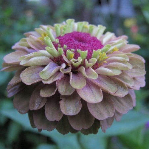 Zinnia elegans 'Queen Red Lime'