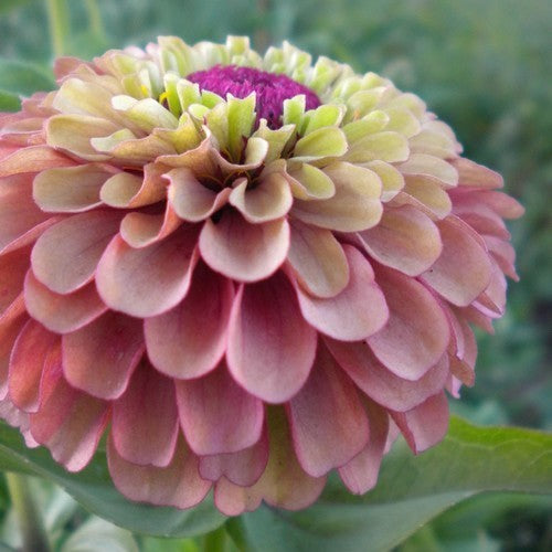 Zinnia elegans 'Queen Red Lime'