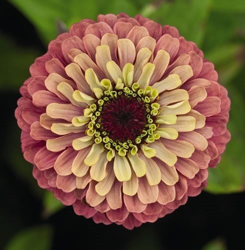Zinnia elegans 'Queen Red Lime'