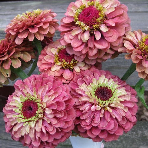 Zinnia elegans 'Queen Red Lime'