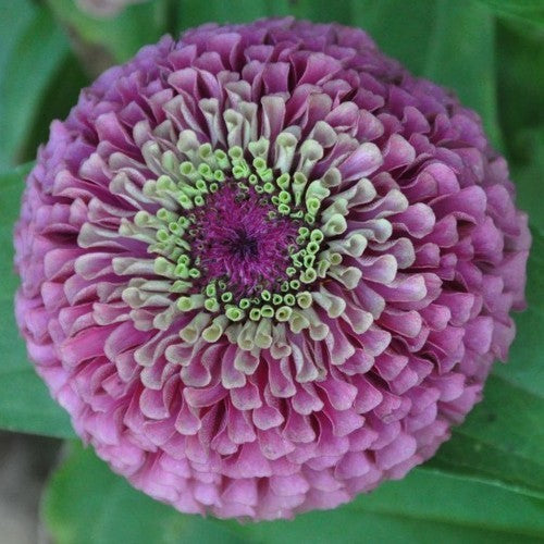 Zinnia elegans 'Queen Red Lime'