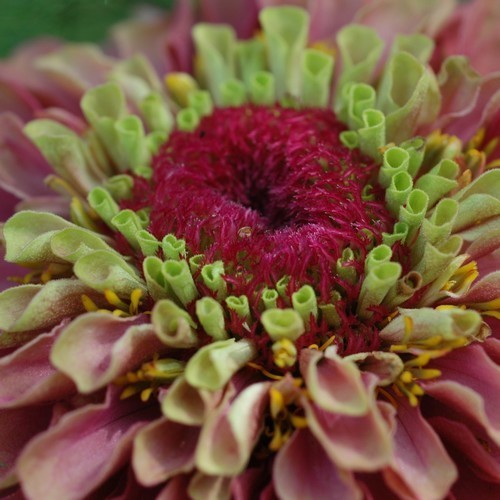 Zinnia elegans 'Queen Red Lime'