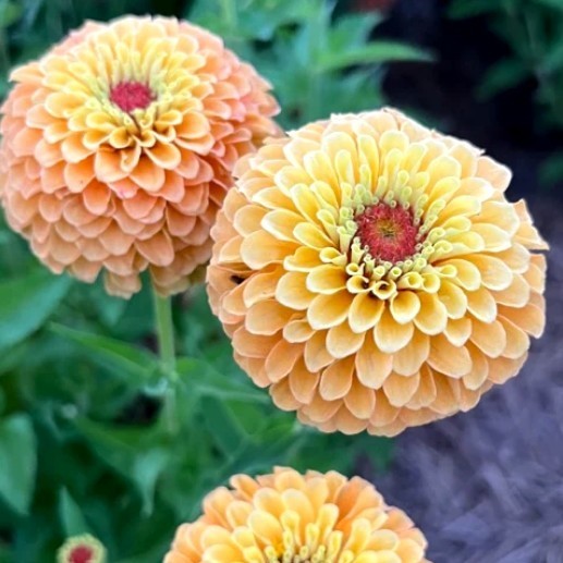 Zinnia elegans 'Queeny Lemon Peach'