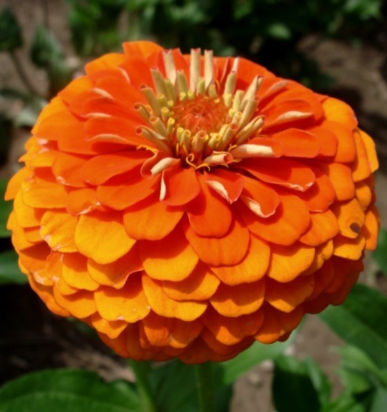 Zinnia elegans 'Queeny Pure Orange'