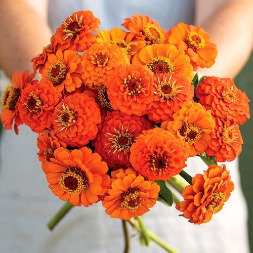 Zinnia elegans 'Queeny Pure Orange'