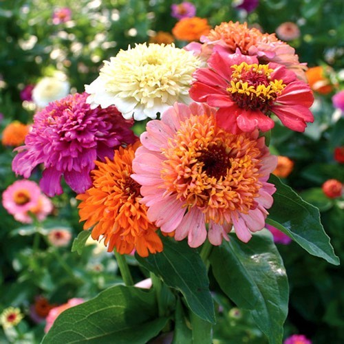 Zinnia elegans 'Scabiosabloemige Mix'