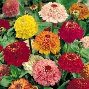 Zinnia elegans 'Scabiosabloemige Mix'