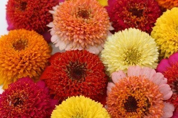 Zinnia elegans 'Scabiosabloemige Mix'