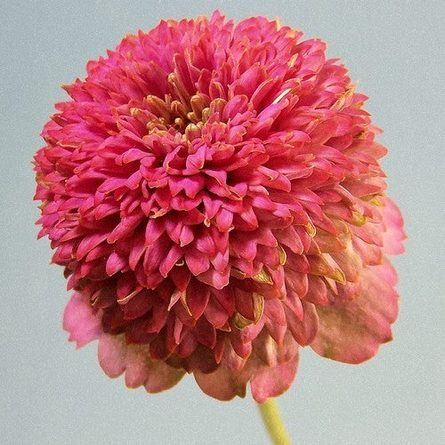 Zinnia elegans 'Scabiosabloemige Mix'