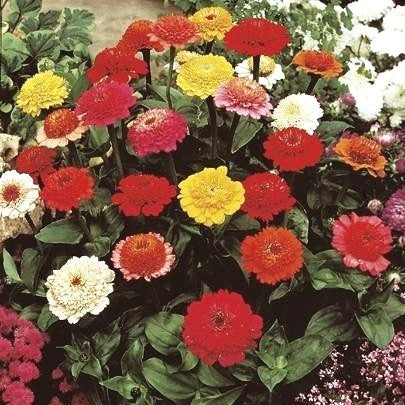 Zinnia elegans 'Scabiosabloemige Mix'