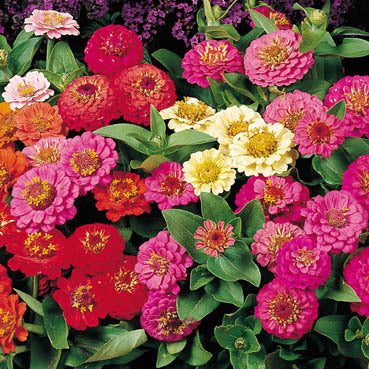 Zinnia elegans 'Thumbelina'
