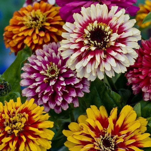Zinnia elegans 'Whirlygig Improved Mixture'