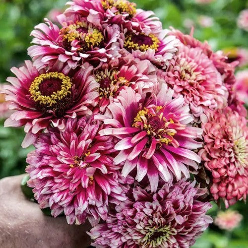 Zinnia elegans 'Mazurkia'