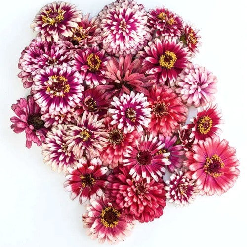 Zinnia elegans 'Mazurkia'
