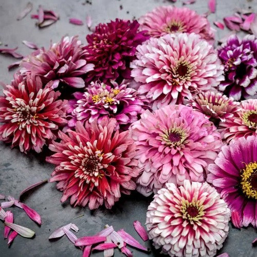 Zinnia elegans 'Mazurkia'