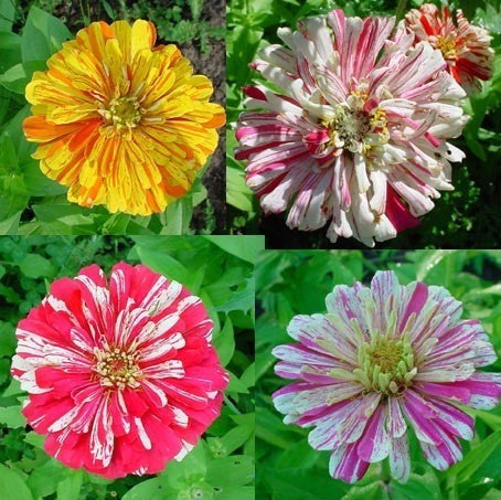 Zinnia elegans 'Zebra Mixture' / 'Candy Stripe Mixed'