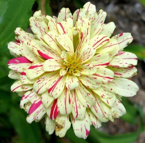 Zinnia elegans 'Zebra Mixture' / 'Candy Stripe Mixed'