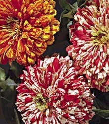 Zinnia elegans 'Zebra Mixture' / 'Candy Stripe Mixed'