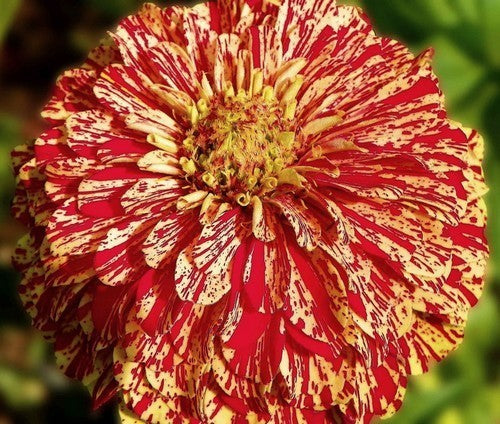 Zinnia elegans 'Zebra Mixture' / 'Candy Stripe Mixed'