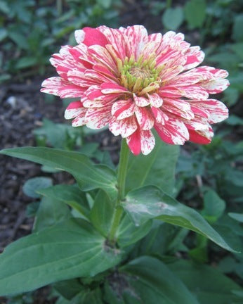 Zinnia elegans 'Zebra Mixture' / 'Candy Stripe Mixed'