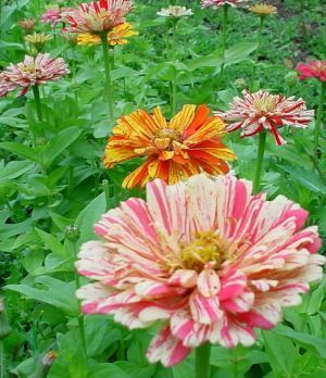 Zinnia elegans 'Zebra Mixture' / 'Candy Stripe Mixed'