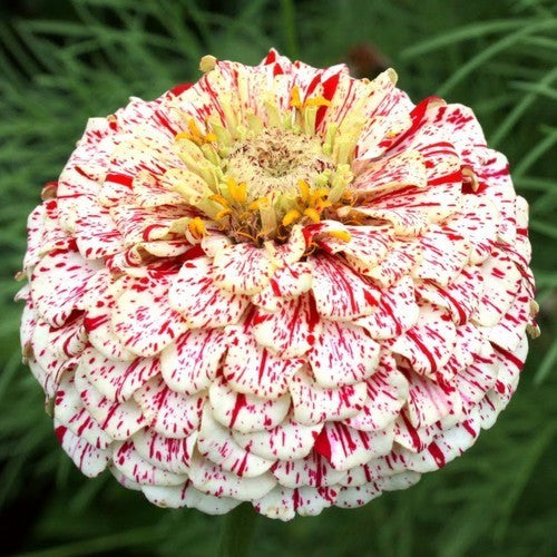 Zinnia elegans 'Zebra Mixture' / 'Candy Stripe Mixed'