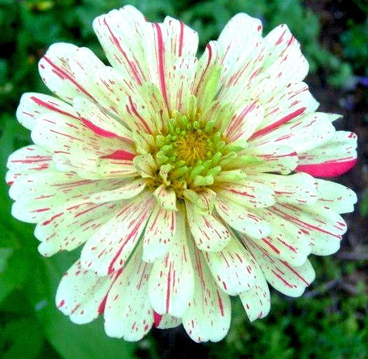 Zinnia elegans 'Zebra Mixture' / 'Candy Stripe Mixed'