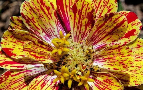 Zinnia elegans 'Zebra Mixture' / 'Candy Stripe Mixed'