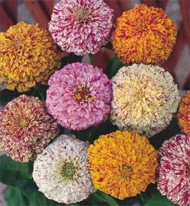Zinnia elegans 'Zebra Mixture' / 'Candy Stripe Mixed'