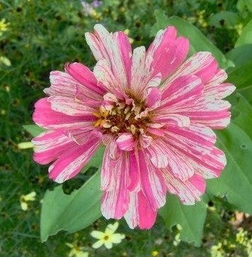 Zinnia elegans 'Zebra Mixture' / 'Candy Stripe Mixed'