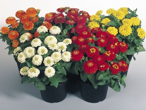 Zinnia elegans 'Zinnita Formula Mix'