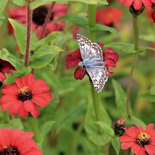 Peruvian Zinnia