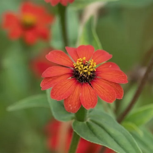 Peruvian Zinnia