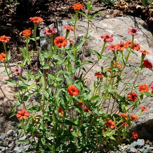 Peruvian Zinnia