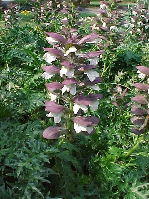 Acanthus mollis