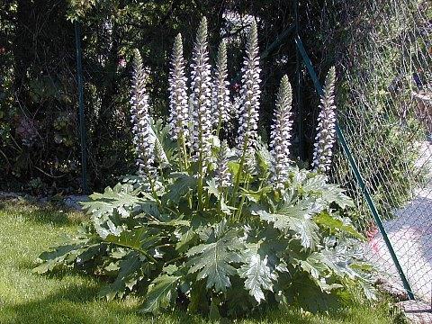 Acanthus mollis